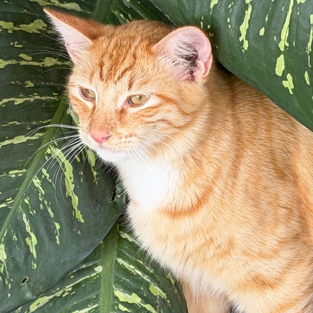 Abandonan Gato Presuntamente Envenenado en Ciudad Madero